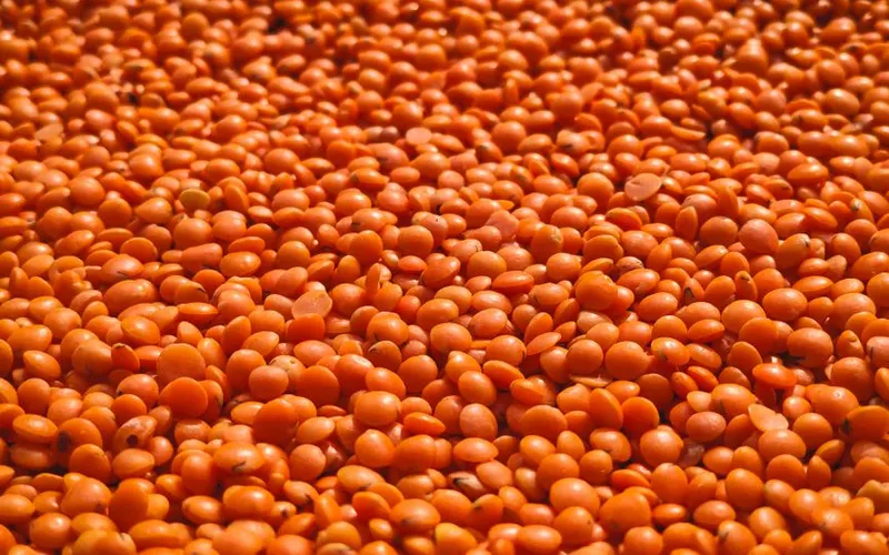 Red lentils spread in abundance